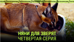 "Няни для зверят". Четвертая серия