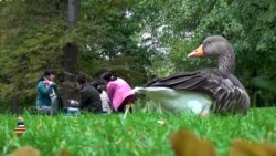 Балтия: счастливый латвиец – латвиец в Лондоне