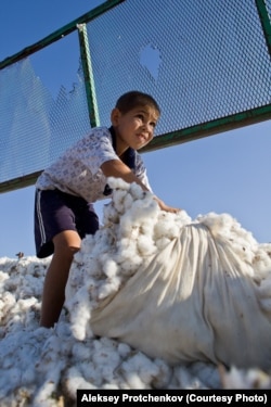 Ребенок помогает на хлопковом поле. Автор: Алексей Протченков