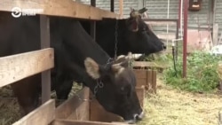 Репортаж Настоящего Времени из Запорожья, где в 30-ти километрах от фронта под обстрелами работает ферма