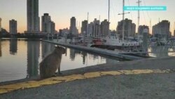 Морские путешественники из России застряли в Бразилии из-за пандемии