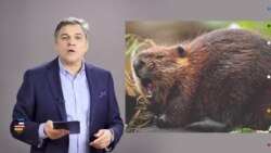 Балтия: лучшие сюжеты за год