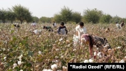 Дети собирают хлопок в Таджикистане
