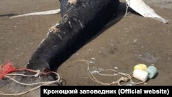 Погибший на Камчатке кит