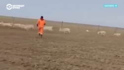 В Казахстане снова массово истребляют сайгаков: ученые считают метод негуманным