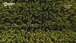 #ВУкраине: конопляная долина