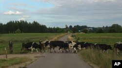 Деревня Вижайны (Польша). Она расположена у границы с Литвой в Сувалкском коридоре 